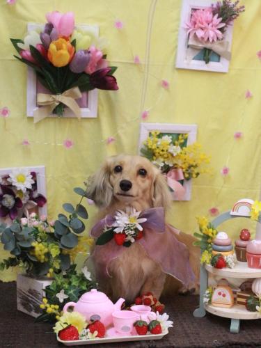 20230310こなつちゃん